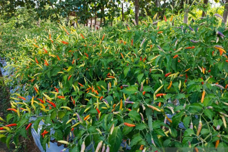 Kabupaten Gorontalo Utara optimalkan pembinaan petani cabai