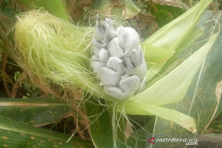 Aneh, jagung di Rukam berbuah jamur