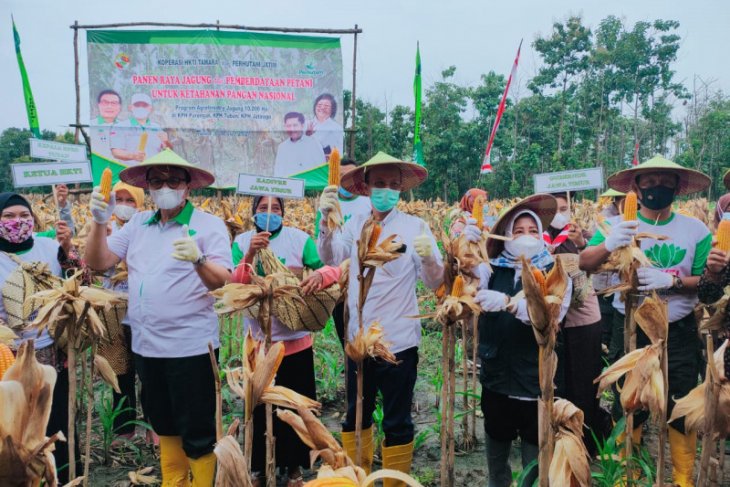 Perhutani-HKTI panen raya jagung di 