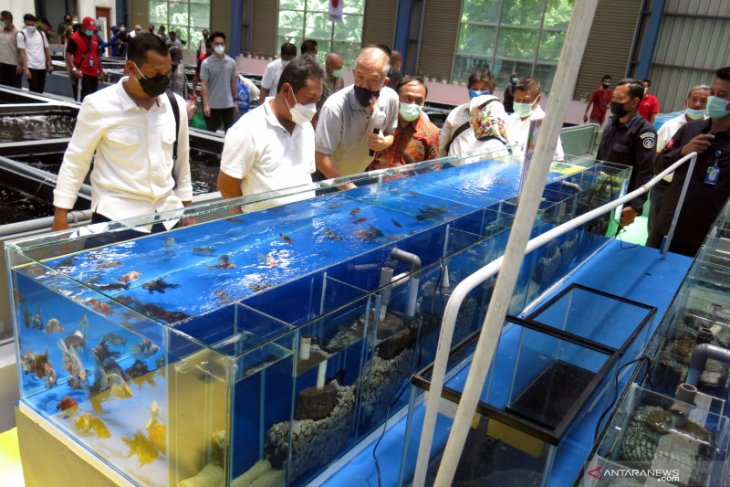 Menjaga kedigdayaan komoditas ikan hias asal Indonesia