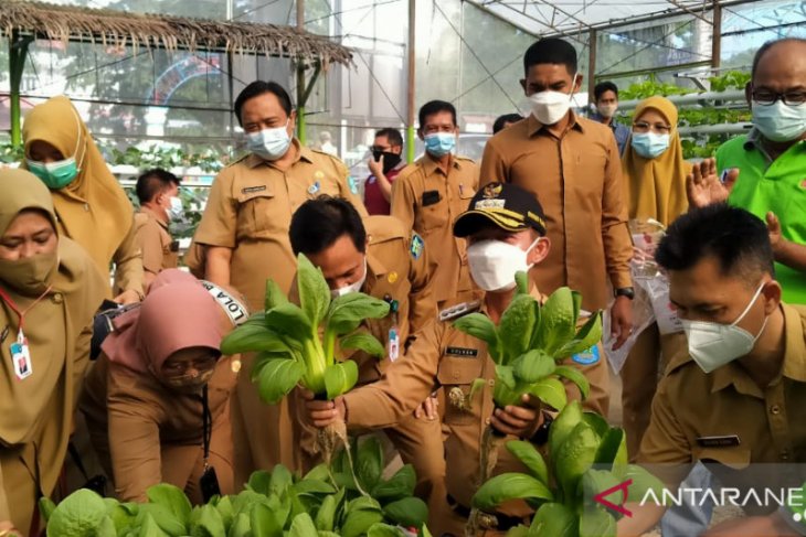 Manfaatkan lahan kosong, Pemkab Bangka kembangkan kebun organik