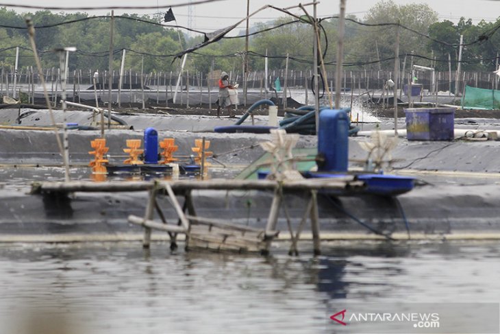 Rencana revitalisasi tambak udang 