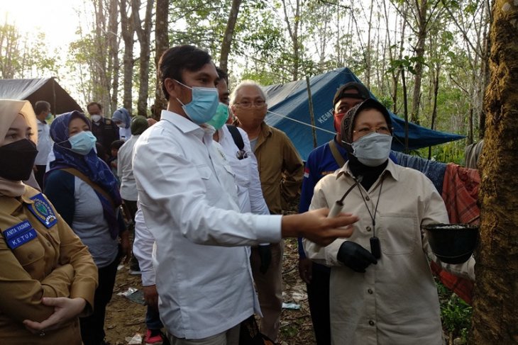 Ajari Mensos Risma nyadap karet, Edi Purwanto: ini pekerjaan saya waktu SMP