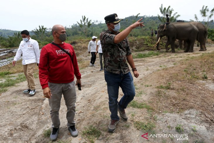Penanganan Konflik Gajah Liar