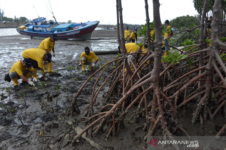 Gerakan Nasional Penanaman Mangrove