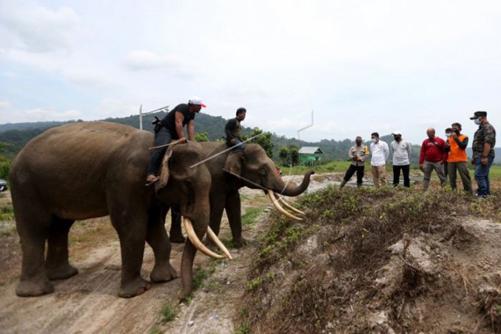 Konflik Gajah Liar di Aceh