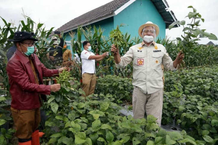 Pemprov Banten dorong peningkatan produksi kacang kedelai lokal