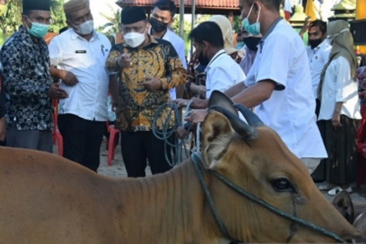 Pemkab Gorontalo salurkan bantuan sapi ternak