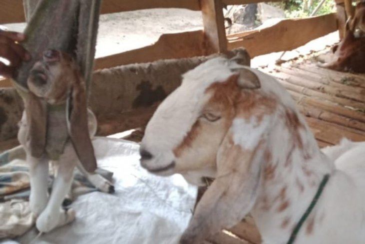 Kambing bermata satu dan tanpa hidung hanya bertahan dua hari