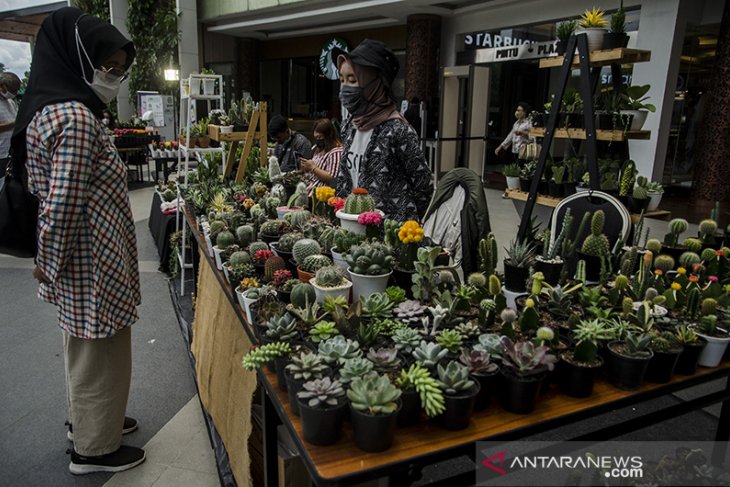 Bazar kaktus hias di Bandung 