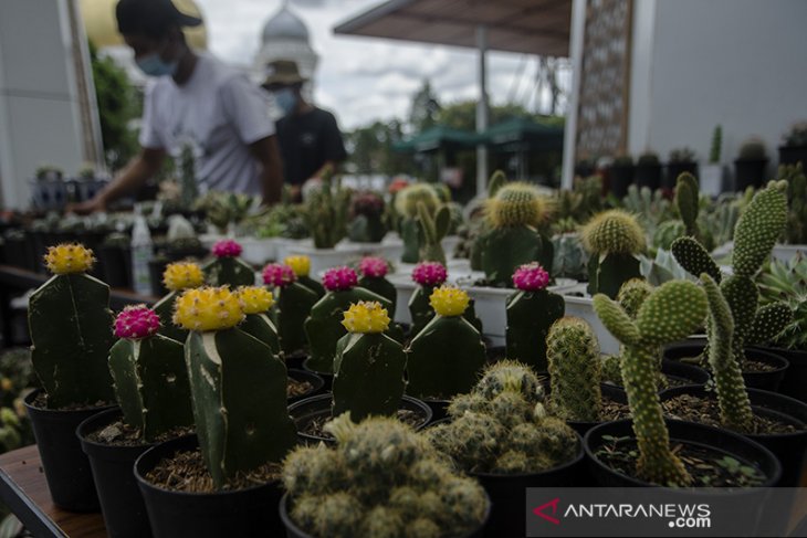 Bazar kaktus hias di Bandung 