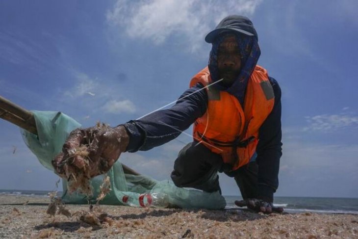 Produksi terasi udang