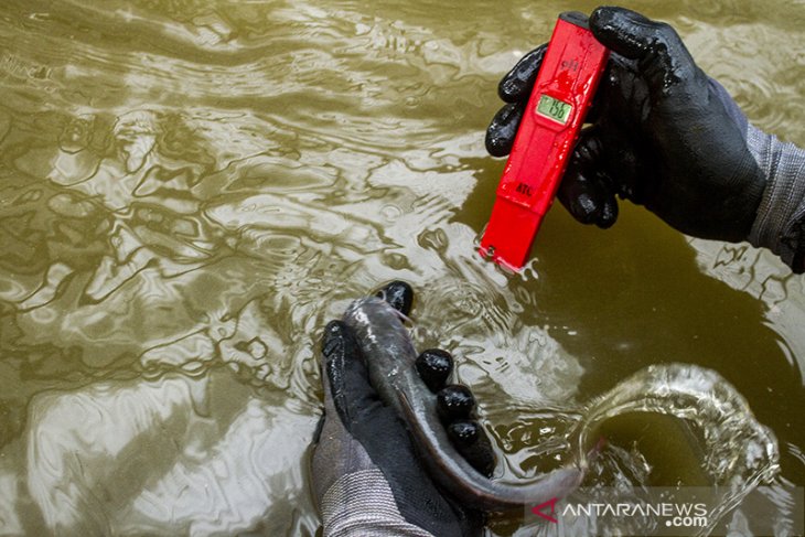 Budi daya ikan lele sistem Bioflok 