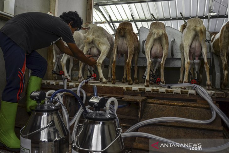 Produksi susu perah kambing sapera 