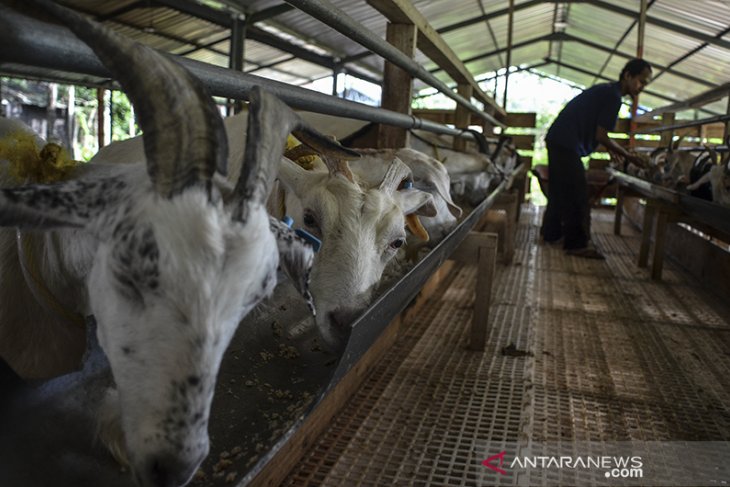 PRODUKSI SUSU PERAH KAMBING SAPERA