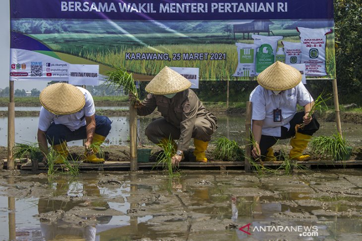 Tanam perdana program Agrosolution Pupuk Indonesia 