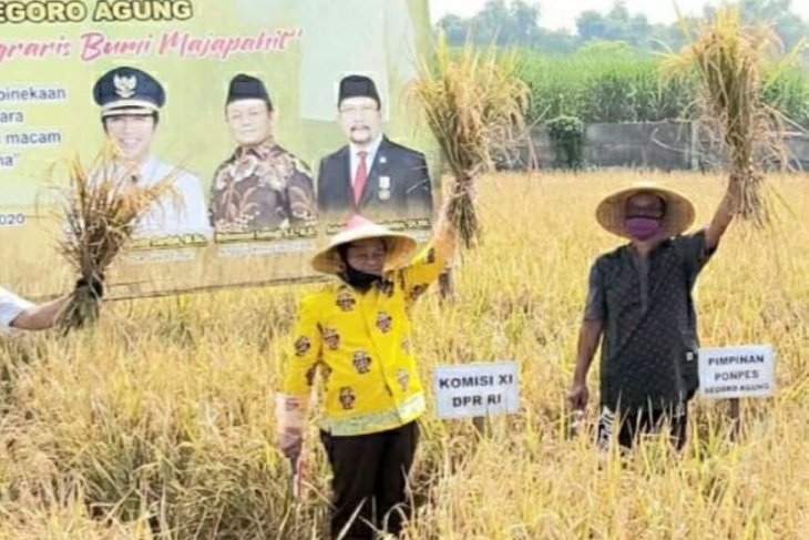 Golkar Jatim instruksikan anggotanya beli beras langsung ke petani