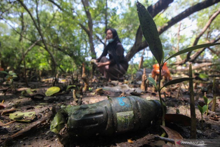 Bersih Bersih Sampah Plastik Di Hutan Mangrove