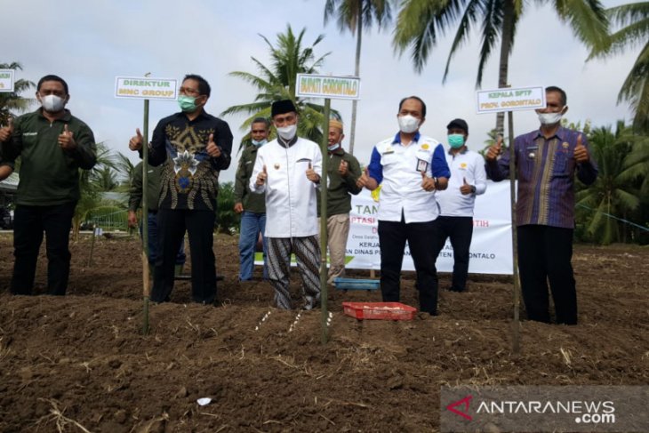 BPTP Gorontalo uji adaptasi bawang putih di dataran rendah