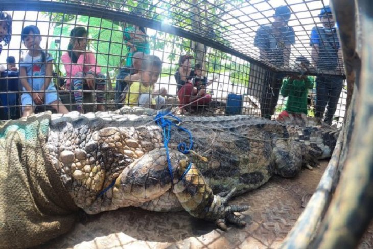 Pelepasliaran buaya di Banyuasin