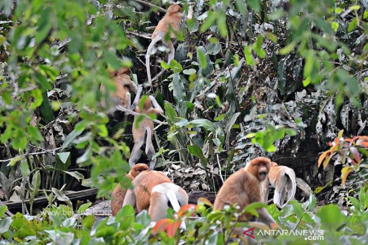 Pegiat lingkungan sampaikan pesan konservasi pada Hari Bekantan