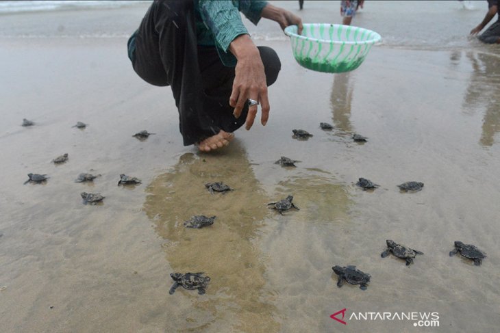 BUMN LEPASKAN TUKIK DI ACEH BESAR