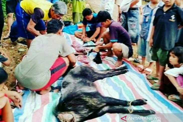 Warga Labura konsumsi kambing hutan, ternyata dilindungi