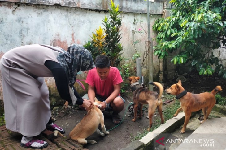 Rejang Lebong terancam tanpa vaksinasi hewan penular rabies