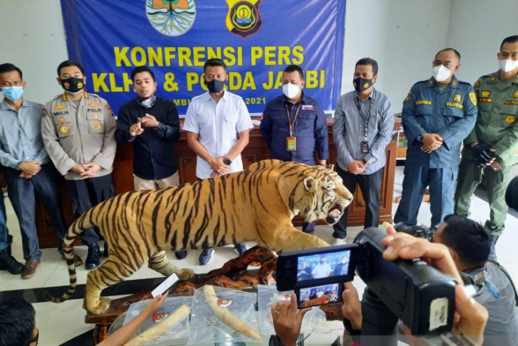 KLHK sebut Populasi harimau dan gajah mengkhawatirkan akibat perburuan liar