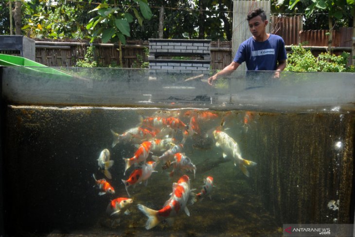 Ini manfaat sistem RAS dan mangrove untuk budidaya