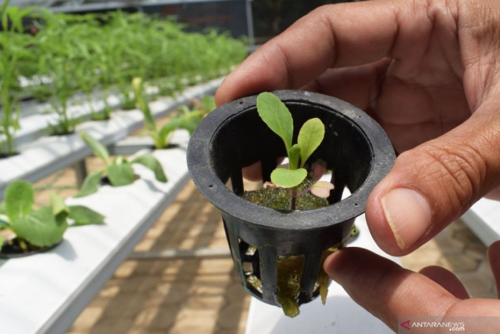 Cara Memperbanyak Bibit Hidroponik dengan Teknik Mudah dan Efektif Cara Memperbanyak Bibit Hidroponik dengan Teknik Mudah dan Efektif