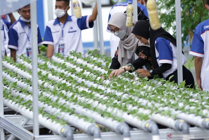 Pelatihan Budi Daya Hidroponik