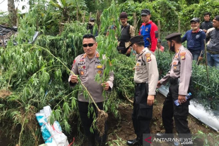 Polres Rejang Lebong kembangkan kasus ladang ganja milik oknum guru