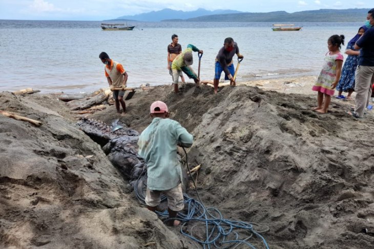 KKP tangani Paus Orca ditemukan mati terdampar di Banyuwangi