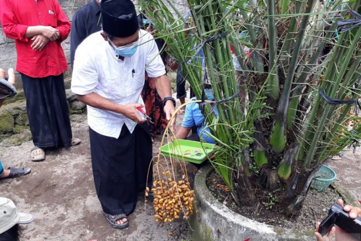 Pohon kurma hasil budi daya warga di Kabupaten Kediri berhasil panen