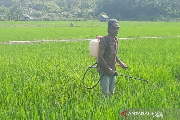 Tanaman padi di Aceh Jaya diserang hama ulat