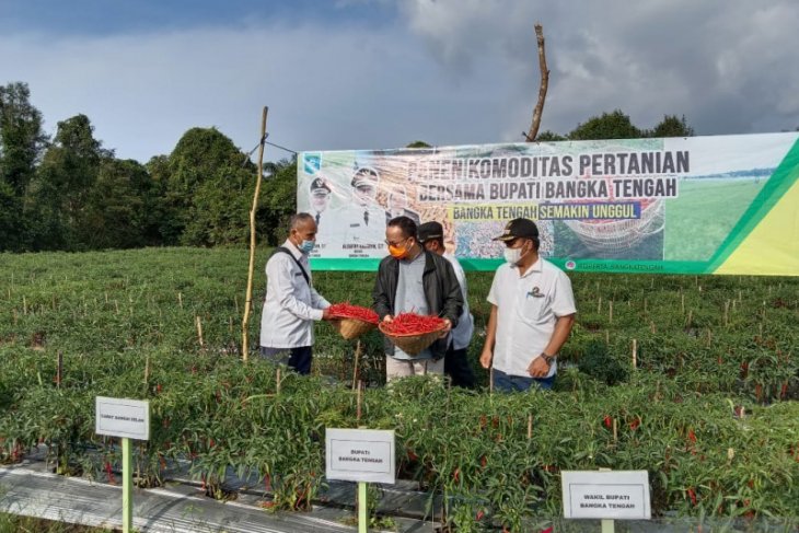 Pemkab dorong petani membudidayakan cabai untuk tekan inflasi