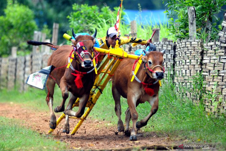 Persiapan Kerapan Sapi