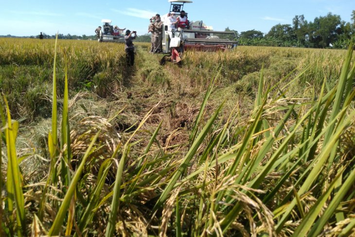 KTNA Karawang sebut petani tengah hadapi murahnya harga gabah