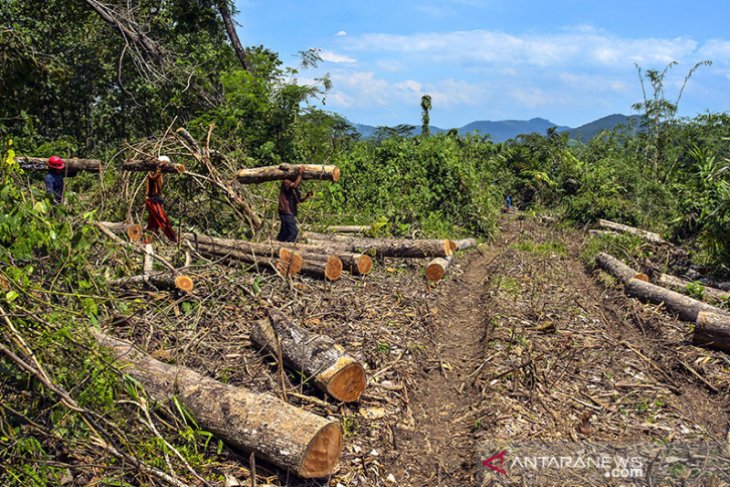 Produksi tebang kayu perhutani 