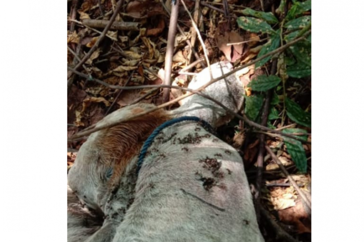 Satu ekor lembu warga Bahorok Langkat dimangsa harimau