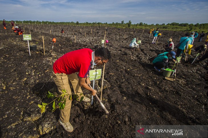 Penanaman Satu Juta Pohon Di Kalsel