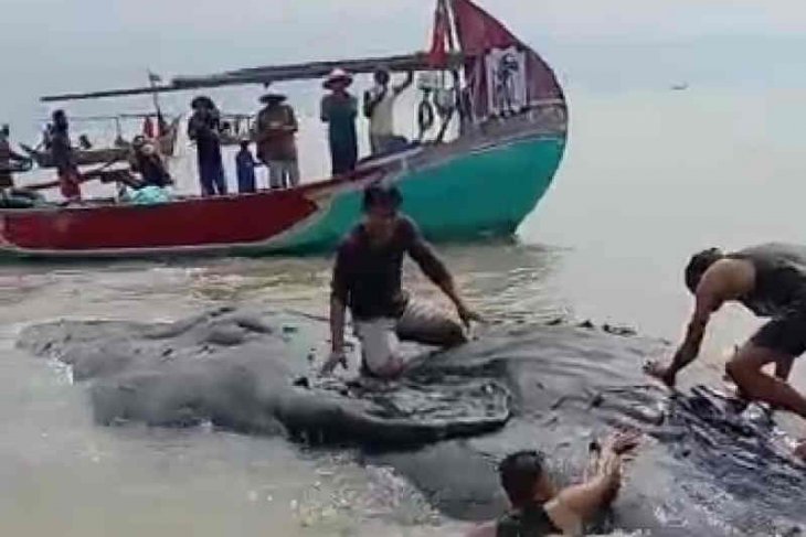 Paus dalam kondisi mati ditemukan di perairan Cirebon