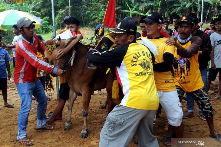 Kejuaraan Kerapan Sapi Se-Madura