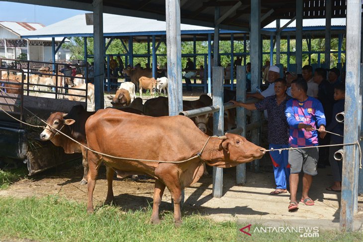 TRANSAKSI TERNAK  JELANG TRADISI MEUGANG RAMADHAN DI PASAR HEWAN