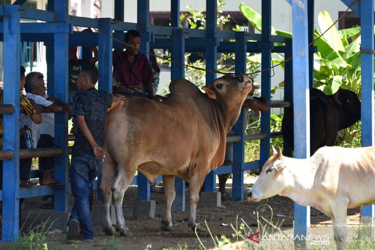 TRANSAKSI TERNAK  JELANG TRADISI MEUGANG RAMADHAN DI PASAR HEWAN