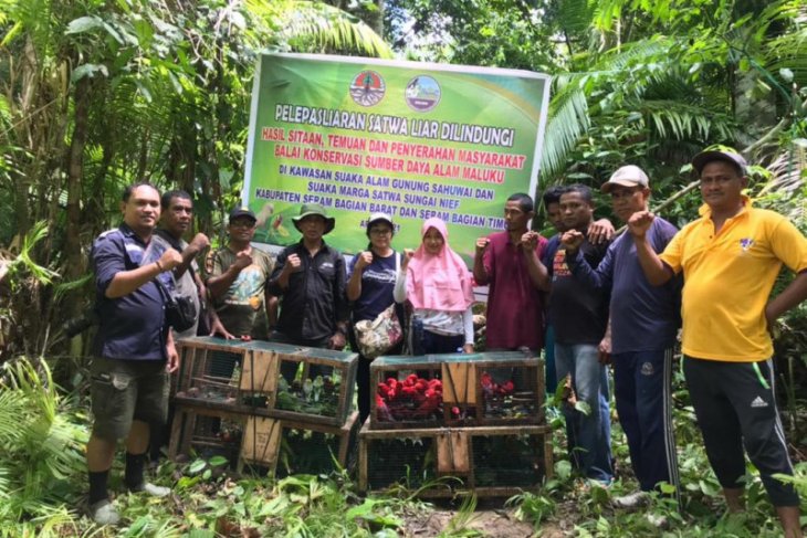 BKSDA lepaskan ratusan satwa liar endemik Maluku