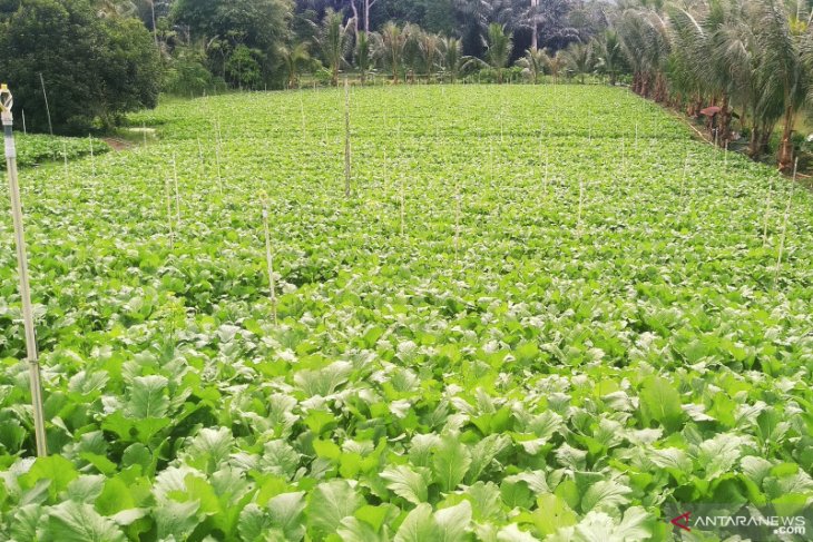 DPMPD Kaltim ajak kades gandeng usaha desa kembangkan pertanian