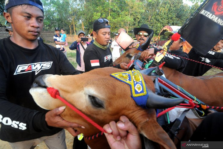 Final Kerapan Sapi Se-Madura