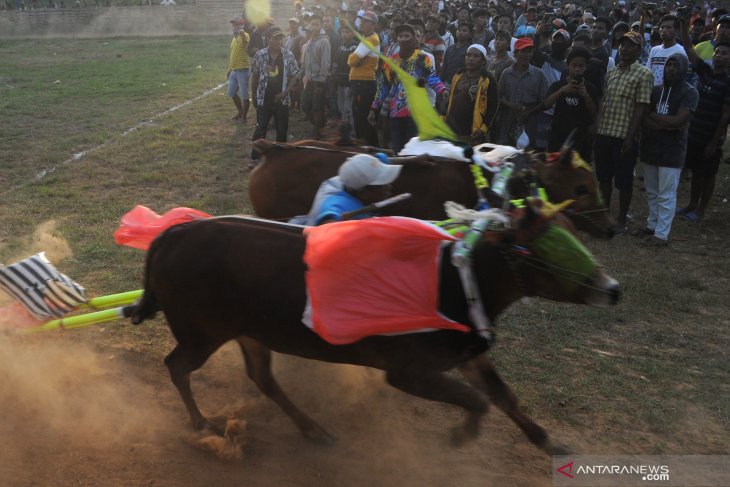 Final Kerapan Sapi Se-Madura